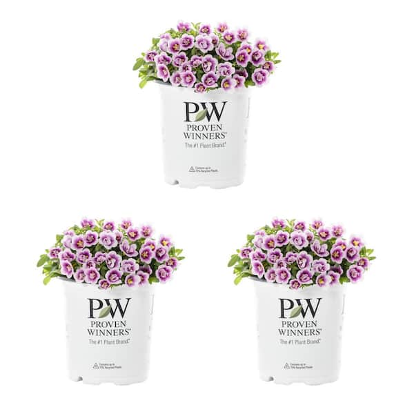 METROLINA GREENHOUSES 2 qt. Calibrachoa Million Bells Superbells Double Smitten Pink Annual Plant (3-Pack)