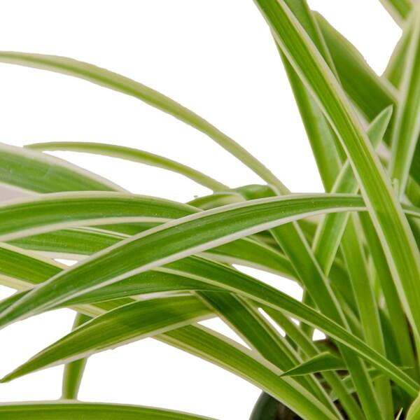 Chlorophytum comosum Spider Plant Reverse live plant