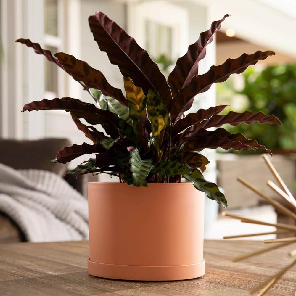 Muted Terra Cotta Small Round Resin Planter with Saucer