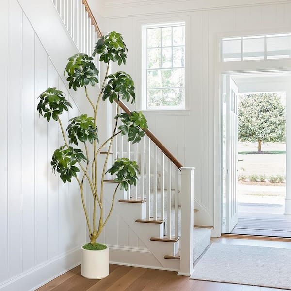 dieffenbachia varieties Dieffenbachia Reflector Dumb Cane Variegated