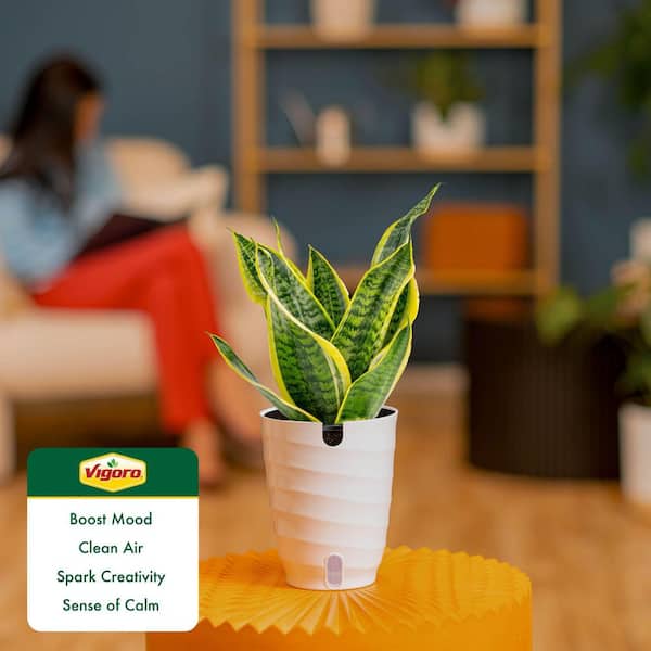 jade plant bonsai RARE RED AKAI Jade Succulent 12” Bare Rooted Bonsai Tree Crassula Ovat –  Jayme Garden main image 1