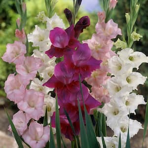 Gladiolus Prosperity Blend Set of 25 Bulbs