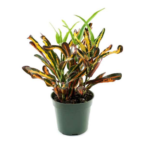 4 in. Croton Red Banana Plant in Grower Container (3-Pack)