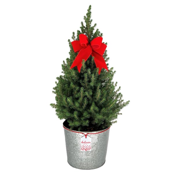 Unbranded 11 in. Holiday Dwarf Alberta Spruce in Farmhouse Metal Pot with Holiday Bow (Approximate Shipping Height 36-40 in.)