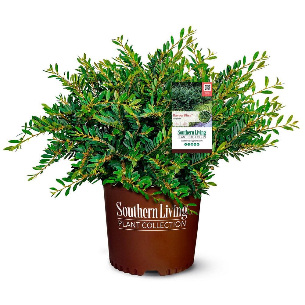 2 Gal. Bayou Bliss Distylium, Evergreen Shrub with Soft Blue-Green Foliage and a Rounded Habit price history on PriceWatchPro