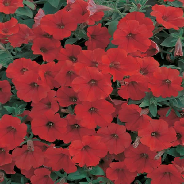 SUPERCAL 2.5 Qt. Red Maple SuperCal Petunia Outdoor Annual Plant with Red Flowers in Grower's Pot