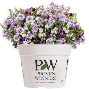 6.5 in. Amethyst Dreams Combination Live Annual Plant, Multi-Color Flowers (1-Pack)