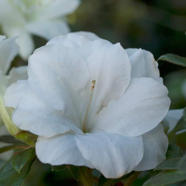 1 gal. Autumn Moonlight Shrub with White Flowers