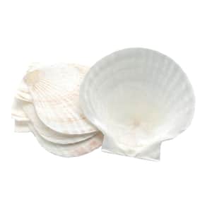 Natural Baking Shells, Set of 4