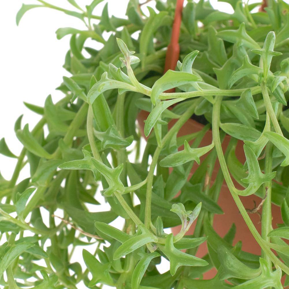 String of Dolphins Large Green Trailing Succulent in Multi-Colored 6 Inch Container