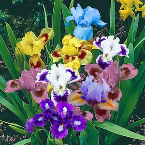 Dwarf Iris Mixture, Dormant Flowering Bare Root Perennial Plants (5-Pack)