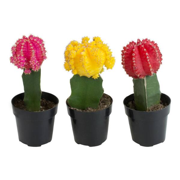 SMART PLANET 2.5 in. Assorted Grafted Cactus (3-Pack)