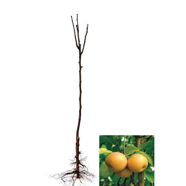 3 ft. Hosui Asian Pear Tree with Vigorous Growth and Heavy Fruit Production