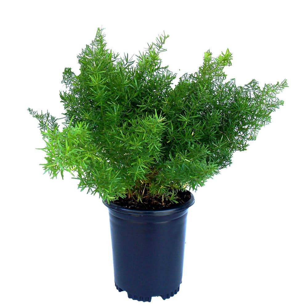 EVERDE GROWERS 2.5 Qt. Fern Asparagus Springeri Perennial Plant ...