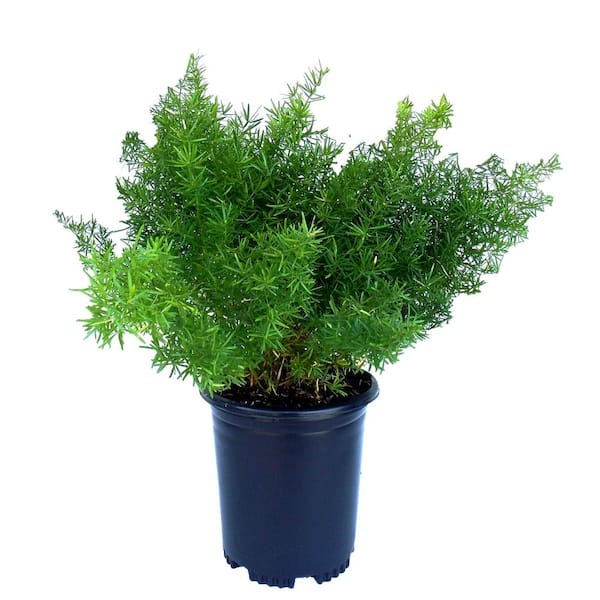EVERDE GROWERS 2.5 Qt. Fern Asparagus Springeri Perennial Plant