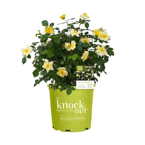 KNOCK OUT 2 Gal. Easy Bee-zy Knock Out Rose Bush with Yellow Flowers