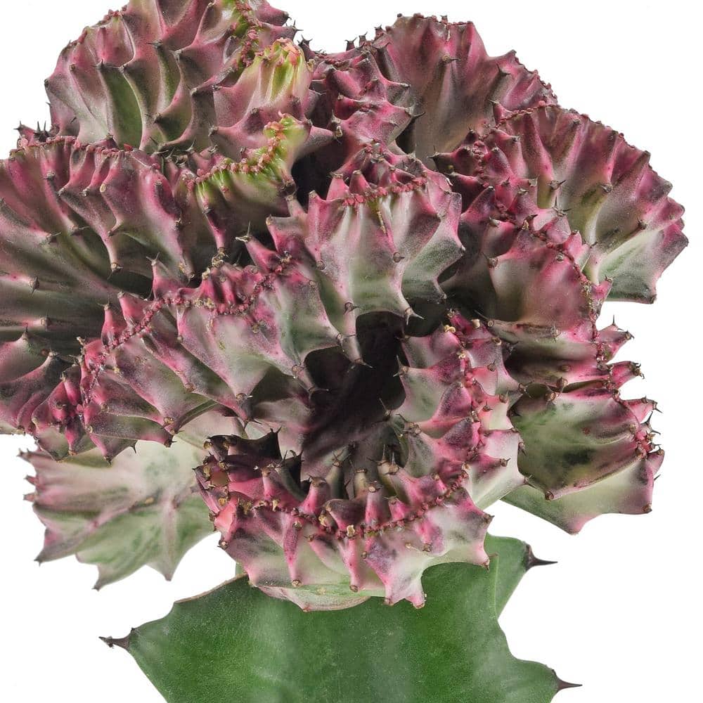 Light Purple Mermaid Tail Cactus in Beige Pot with Lights