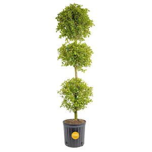 Eugenia 3-Ball Topiary Indoor/Outdoor Plant in 10 in. Grower Pot, Avg. Shipping Height 4-5 ft. Tall