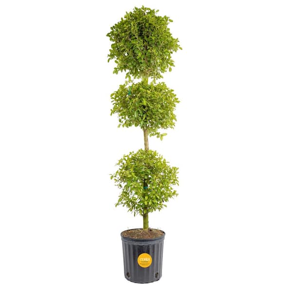 Costa Farms Eugenia 3-Ball Topiary Indoor/Outdoor Plant in 10 in. Grower Pot, Avg. Shipping Height 4-5 ft. Tall
