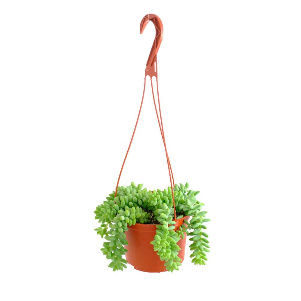 Burro's Tail Hanging Succulent, Sedum Morganianum, Fully Rooted Live 6 in. Succulent Plant with Hanger price history on PriceWatchPro