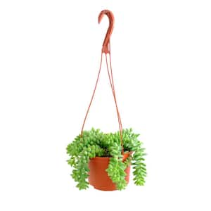 Burro's Tail Hanging Succulent, Sedum Morganianum, Fully Rooted Live 6 in. Succulent Plant with Hanger