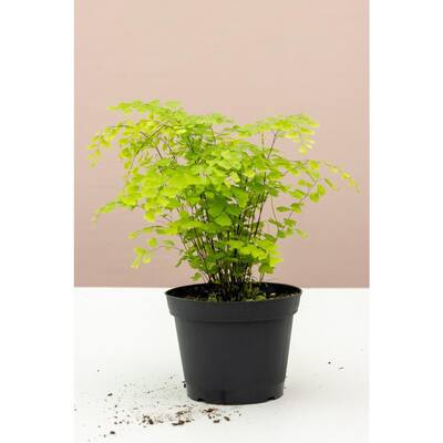 6 in. Maidenhair Fern (Adiantum Aethiopicum) Plant in Grower Pot