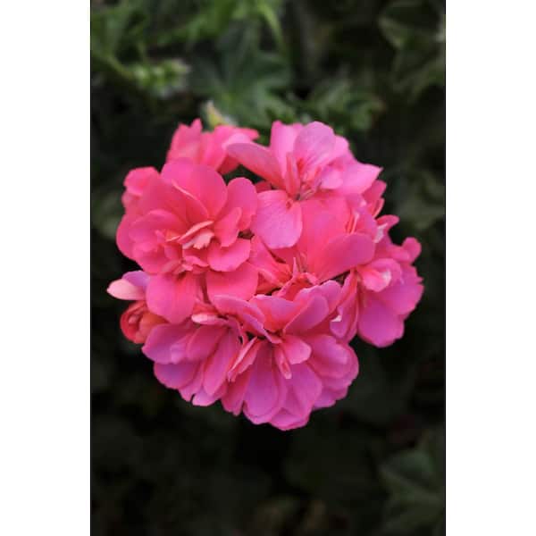 Vigoro 1 Qt. Pink Geranium Annual Live Plant, Pink Flowers, (4-Pack)