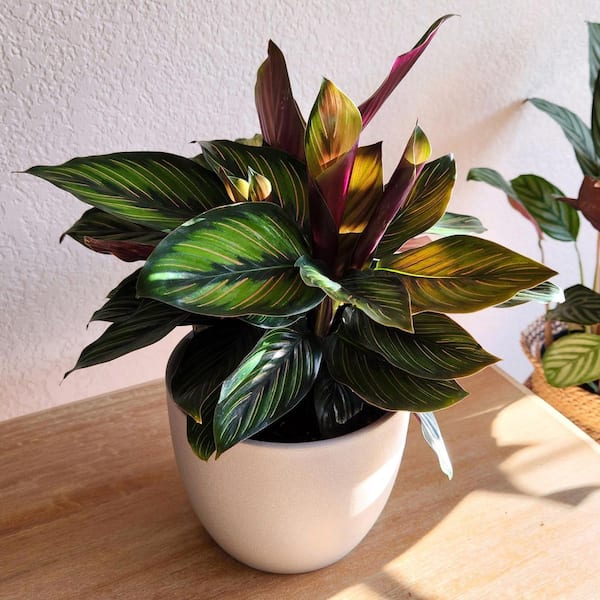 Altman Plants Calathea Ornata Pet Friendly Striped Prayer Plant Live Indoor Houseplant 6 in. Grower Pot