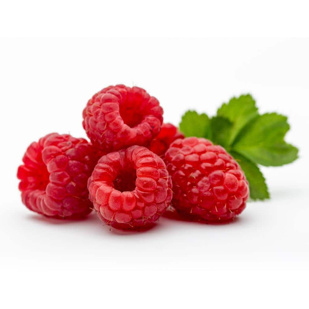 Pennington 1.25 qt. Raspberry Tulameen 3D Live Fruit Plant (4-Pack ...