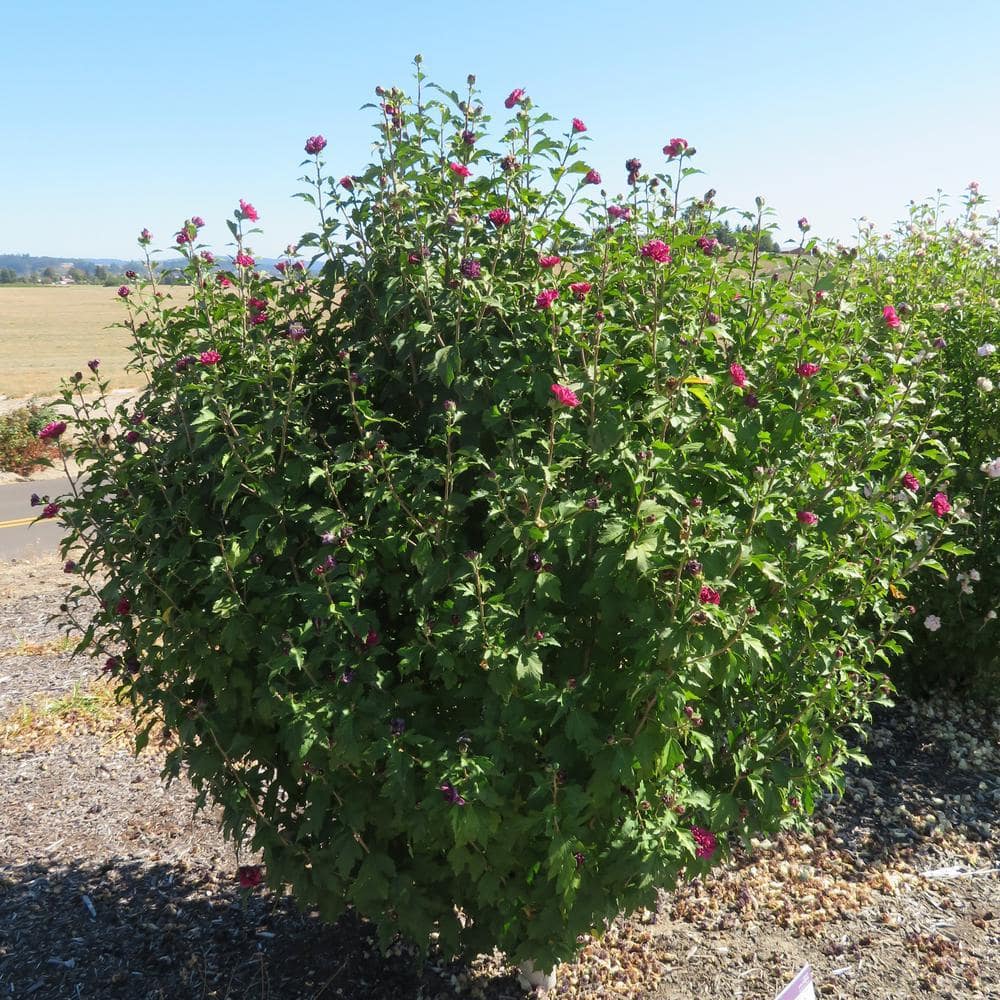 First Editions 2 Gallon Red Double Flower Hibiscus