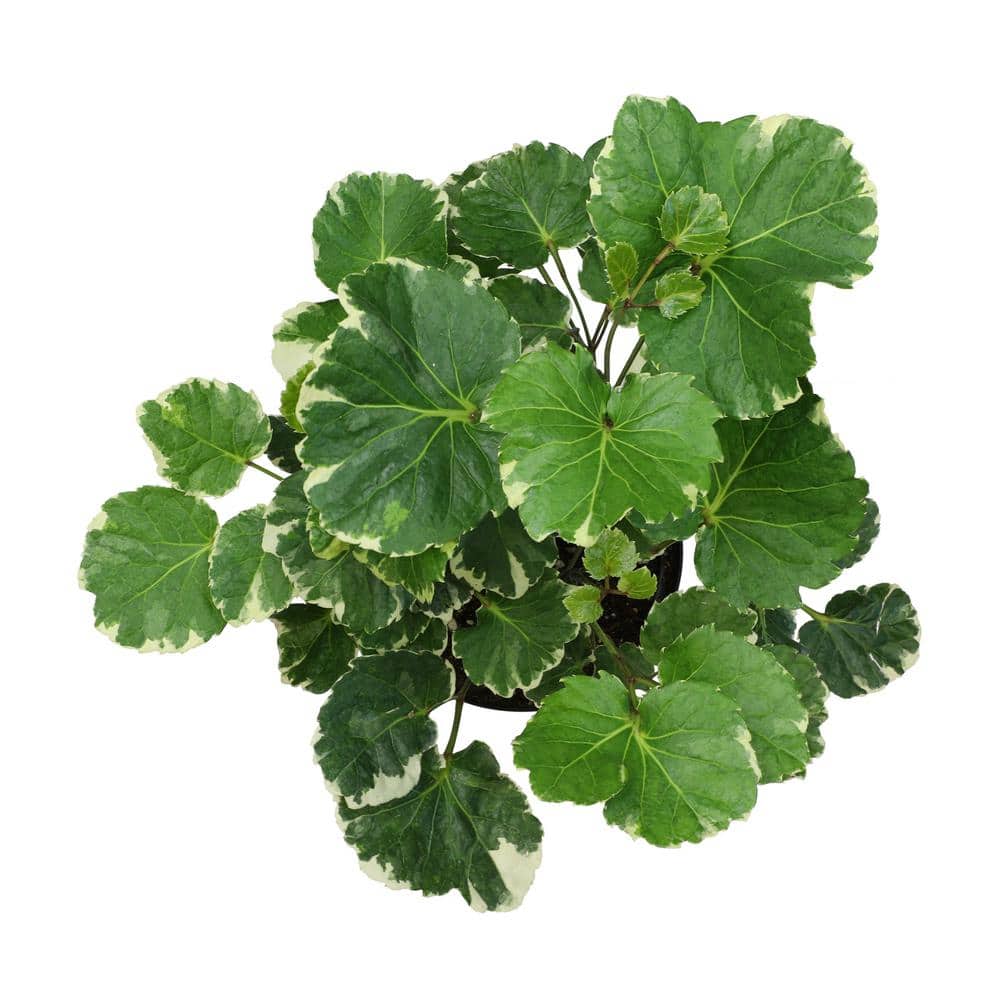 Variegated Green and Cream Aralia in Black Plastic Pot