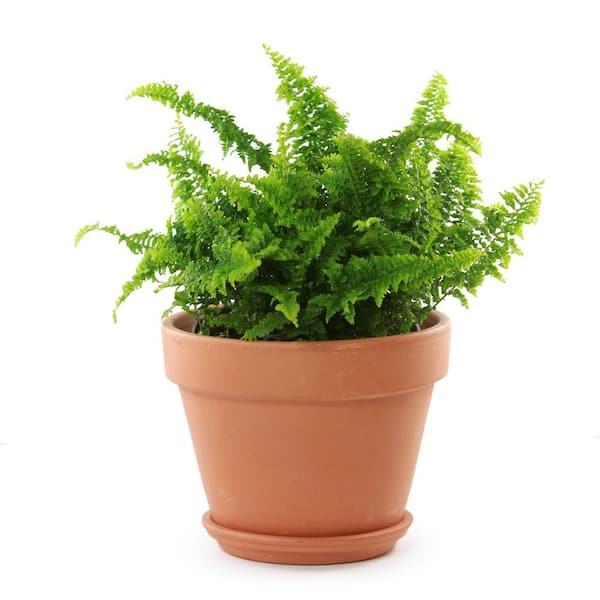 12 in. Terra Cotta Clay Pot