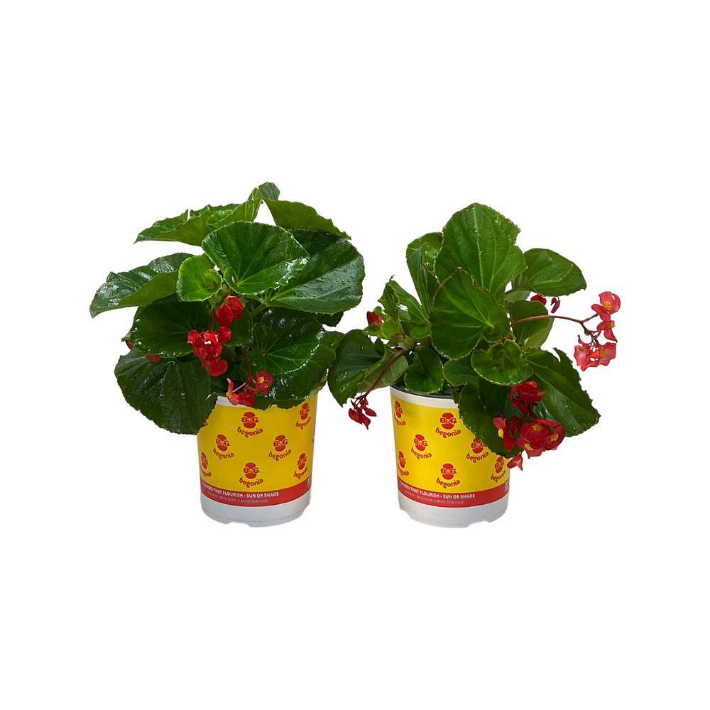 2.5 Qt Big Begonia Green Leaf Scarlet Flower in Grower's Pot (2-Pack) price history on PriceWatchPro
