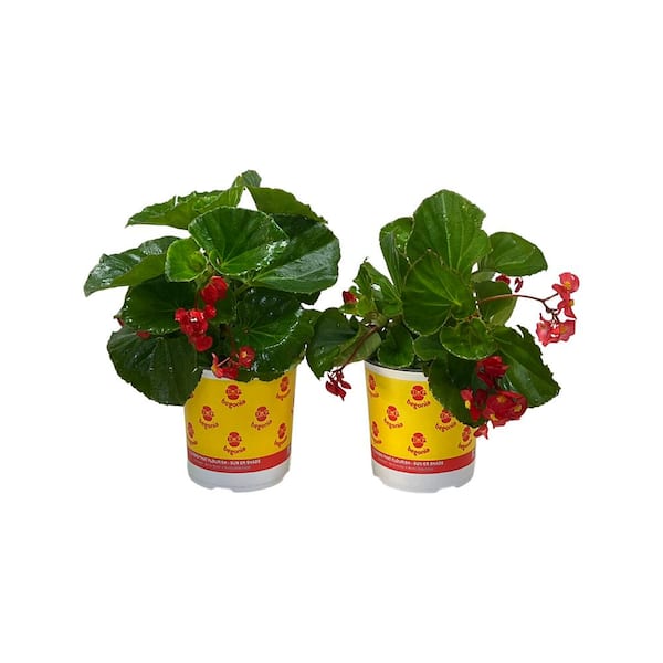 Pure Beauty Farms 2.5 Qt Big Begonia Green Leaf Scarlet Flower in Grower's Pot (2-Pack)
