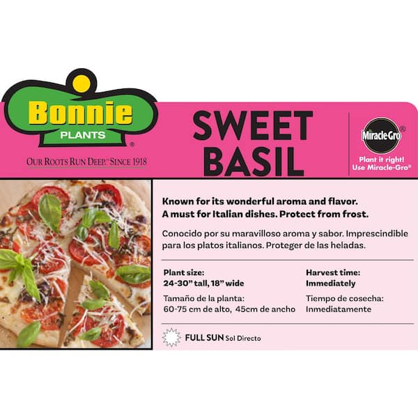2.32 qt. Sweet Basil Herb Plant