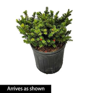 2.25 Gal. Pot Tautoni Spreading Yew (Taxus), Live Evergreen Shrub (1-Pack)