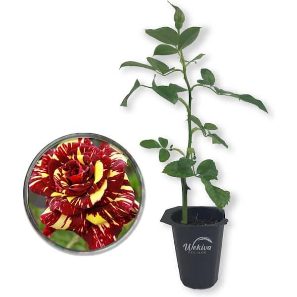 Wekiva Foliage Abracadabra Rose Bush-Live Starter Plant in a 2 Inch Pot-Beautifully Fragrant Heirloom Rose from Florida