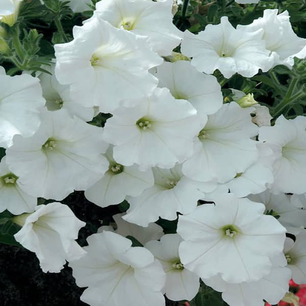 SUPERCAL 2.5 Qt. Pearl White Premium SuperCal Petunia Outdoor Annual Plant with White Flowers in Grower's Pot