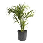 10 in. Cat Palm (Chamaedorea Cataractarum) Plant in Extra Large Grower Pot