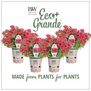 4-Pack, 4.25 in. Eco+Grande Supertunia Vista Paradise (Petunia) Live Plant, Pink Flowers