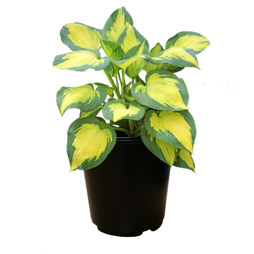 Perennial Hosta Forbidden Fruit 1.5 Gal. - (1-Pack) 2556 - The Home Depot