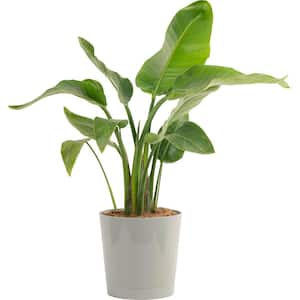 10 in. Bird of Paradise Indoor Plant in Gray Planter, Avg. Shipping Height 3-4 ft. Tall