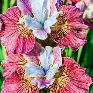Painted Woman Siberian Iris, Live Bareroot Perennial Plant, White and Purple Flowers (1-Pack)