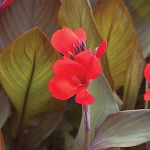 2.5 Qt. Cannova Bronze Scarlet Canna Lily Plant