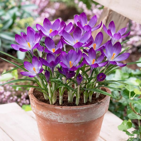 Vigoro 7/8 cm, Ruby Giant Snow Crocus Flower Bulbs, Purple (Bag of