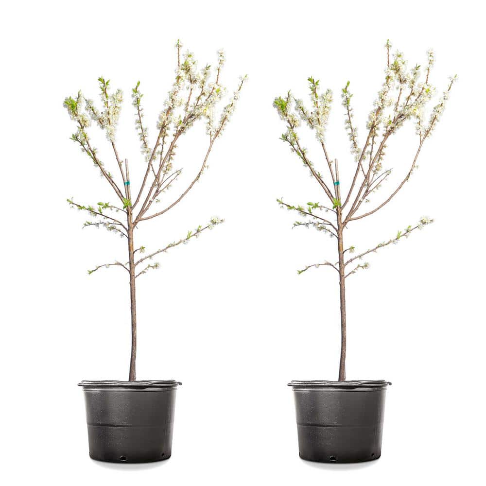 #5 Scarlet Beauty Plum (2-Pack)