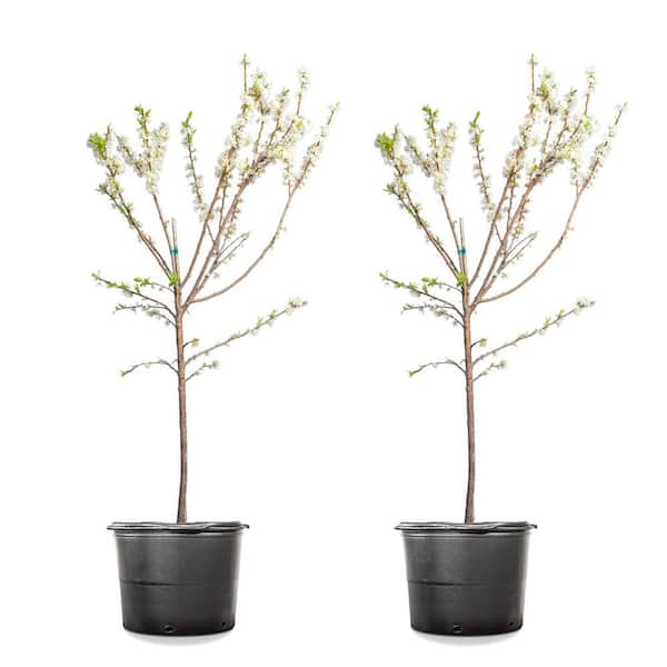 Unbranded #5 Scarlet Beauty Plum (2-Pack)
