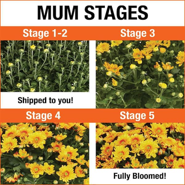 8.5 In. 1 Gal. Mum Chrysanthemum Annual Plant in Decorative Planter with Orange Flowers.