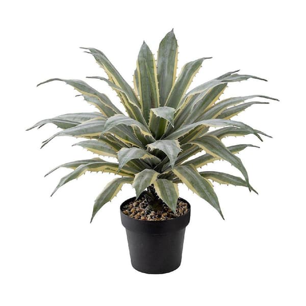 Agave ‘Illusion’②｜TC活着済み・US輸入株（耐寒性抜群） 32 in. Green Indoor Tall Artificial Agave Succulent Plant with Two