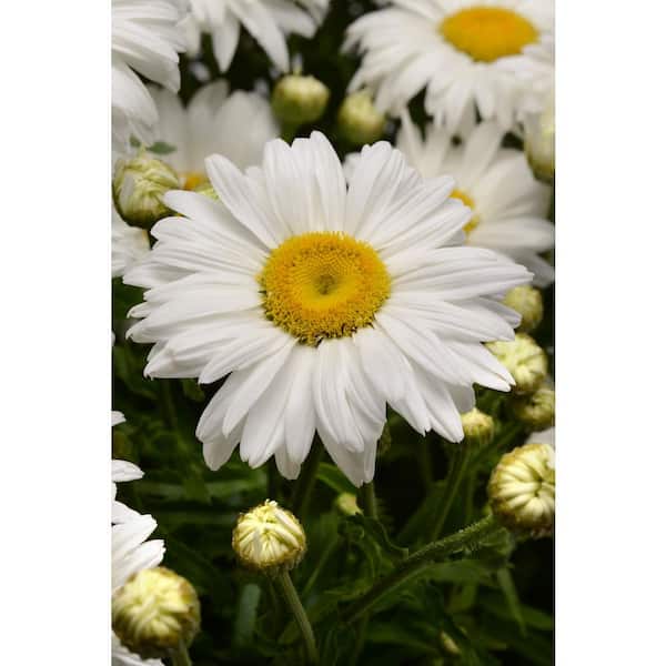 national PLANT NETWORK 3.25 in. White Magic White Bloom Daisy Leucanthemum Plant (4-Piece)